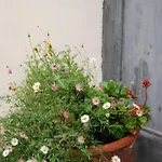 Country house Tessanda Verdet *
